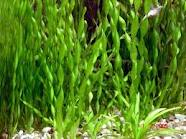 Vallisneria spiralis